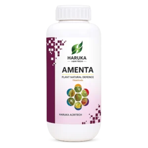 AMENTA