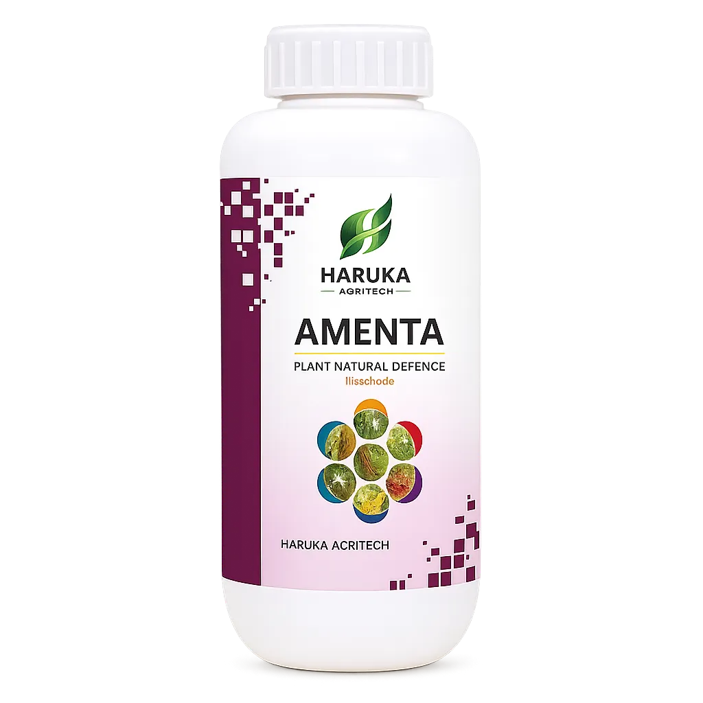 AMENTA